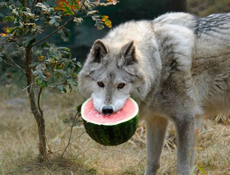 Wolf Eating A Watermelon Creates A Stir On The Net - Gallery | eBaum's ...