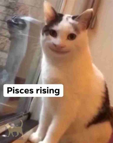 Collection of Best PISCES MEMES 2024 for Pisces Season