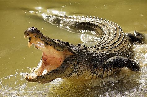 Saltwater Crocodile Facts and Pictures