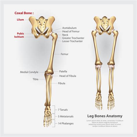 Human Anatomy Leg Bones Vector Illustration 2441882 Vector Art at Vecteezy