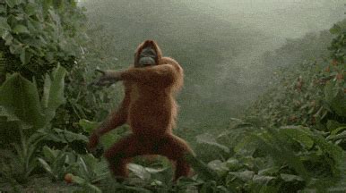 Monkey Dancing GIF - Find & Share on GIPHY