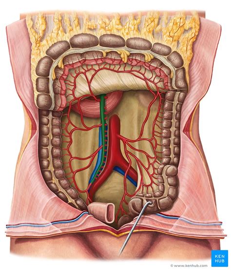 Large intestine: Blood supply and innervation | Kenhub