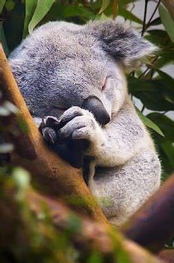 25 sleeping baby animals that will melt your heart – Artofit