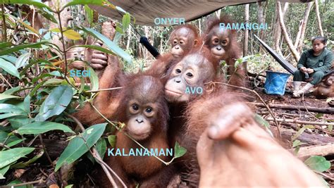 Video: Hello Everyone! (Beautiful Orangutan Babies) - Orangutan Outreach