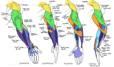 (138 images) Drawing references and tutorals | Anatomy drawing, Human anatomy drawing, Anatomy ...