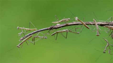 Zenfolio | Photos by Ed Hass | Praying Mantis ootheca and emerging nymphs