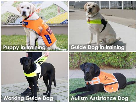 How to Act Around a Guide Dog or Autism Assistance Dog - Guide Dogs WA