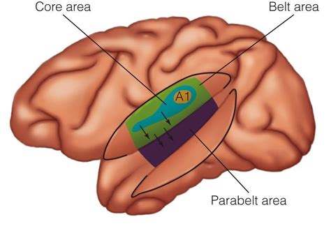 The auditory cortex — Brain & language