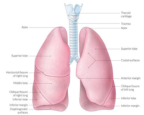 Lung Lobes Diagram