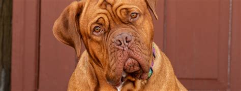 French Mastiffs: Big Dogs, Bigger Hearts • FETCH Magazine