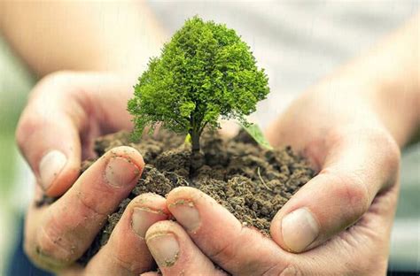 Interesting Reasons to Plant Trees in Your Garden