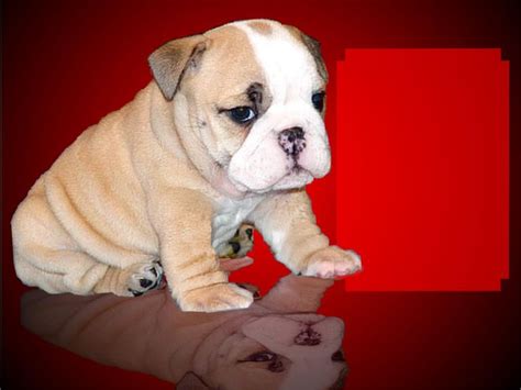 47+ Arkansas Giant Bulldog For Sale Photo - Bleumoonproductions