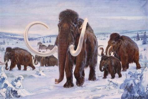 Pin by Moss on Pré-histórico | Prehistoric animals, Prehistoric wildlife, Wooly mammoth