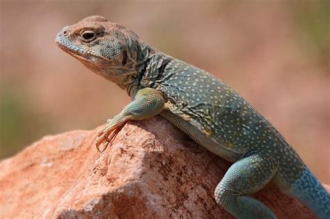 Common Collared Lizard Photograph by Elizabeth Budd - Pixels