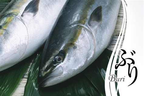 Buri (Adult yellowtail)｜Product information｜TOKAI SEAPRO Co.,LTD