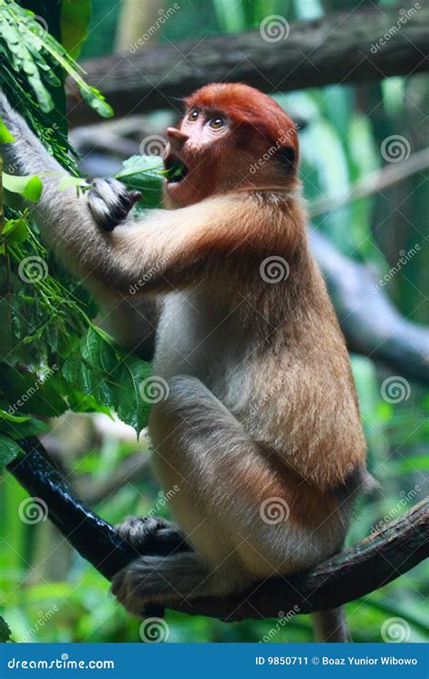 A Female Proboscis Monkey (Bekantan) Stock Image - Image of borneo, malaysia: 9850711