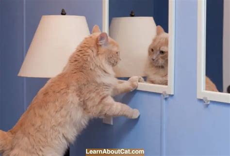 Do Cats Understand Mirrors And Their Reflection? - LearnAboutCat