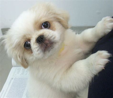 Pekingese dogs, Pekingese puppies, Puppy pictures