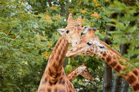 Kordofan giraffe - Zoo Dresden