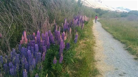 Glenorchy Walkway, Glenorchy NZ - Hiking Scenery