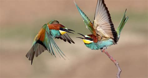 European Bee-Eater – Flight for Survival