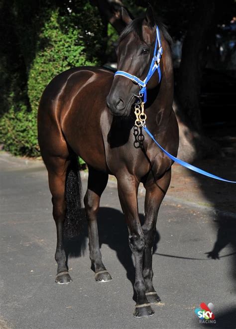 prev pinner - Black Caviar is back tonight in the G1 William Reid Stakes at Moonee Valley LIVE ...