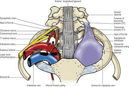 Sibsons fascia or the suprapleural membrane | Medioevo