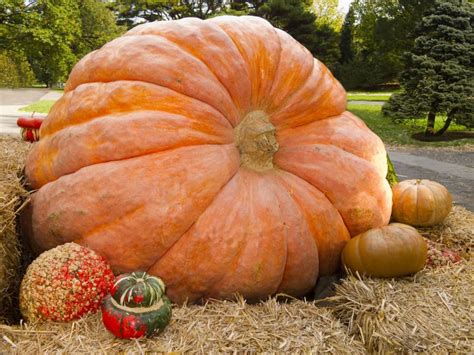 New Hampshire man grows largest pumpkin in North American history Types ...