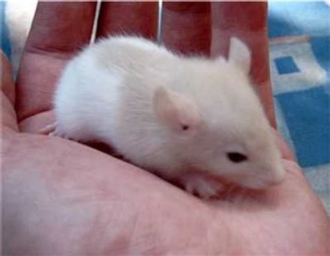 How to Care for Pregnant Rats and Baby Rats - PetHelpful