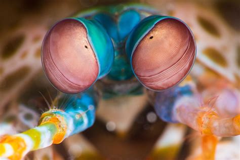 Mantis Shrimp Facts (Stomatopoda)