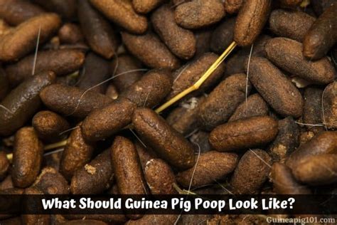 Guinea Pig Health – Guinea Pig 101