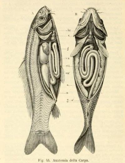 nemfrog: Fig. 44. Carp anatomy. Rettili, pesci e... - slackwise | Scientific illustration ...