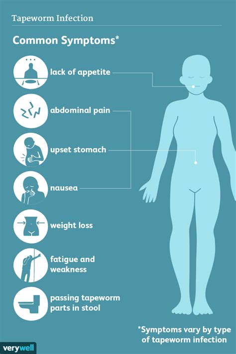 Tapeworm Infection: Signs, Symptoms, and Complications