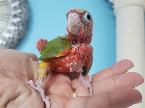 Baby Green Cheek Red Factor Pineapple Conure ( Unweaned Handfeed )