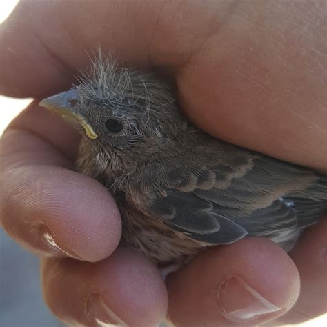 Baby mourning dove fell out of its nest. : r/aww