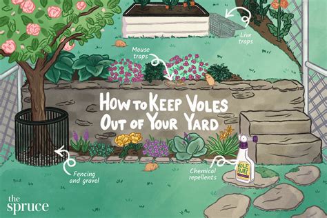 How to Keep Voles Out of Your Yard