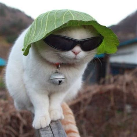 A cat in a lettuce hat : r/pics