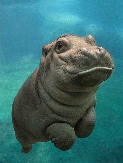 Baby Hippo, Cute Hippo HD phone wallpaper | Pxfuel