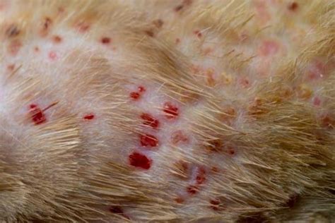 My Cat Has Scabs - Skin Conditions in Cats - With Pictures