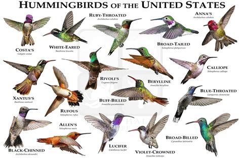 Hummingbirds of the United States Art Poster Print / Field | Etsy in ...