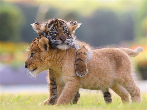 Unlikely Friendship: Tiger and Lion Cubs Forge Bond in Japanese Safari ...