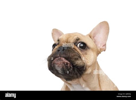 Closeup portrait of French bulldog with funny face on isolated white background, front view ...