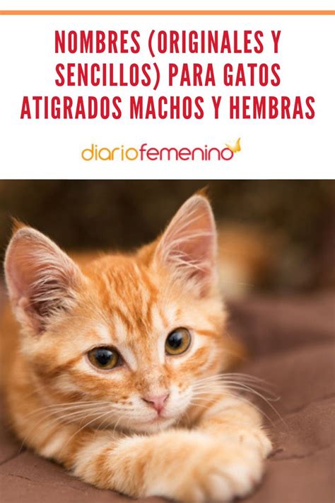 Nombres Neutros Para Gatos - El Gatos