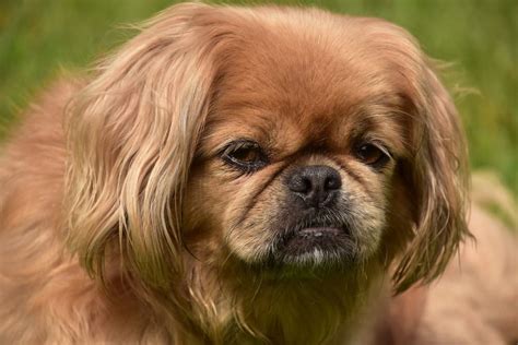 Perro Pequinés o Pekinés: tipos y curiosidades - Aon Seguro para Perros ...