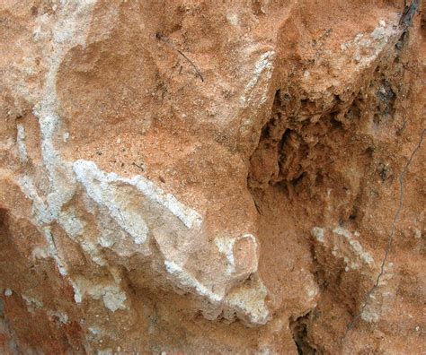 Ophiomorpha burrows in poorly indurated clayey sandstone (… | Flickr