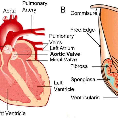 Schematics of heart valve anatomy. (A) The arrangement of the valves in ...