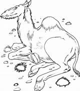 Free Printable Camel Coloring Pages For Kids sketch template