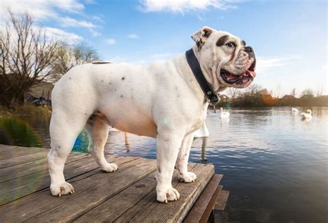 Full Grown American Bulldogs