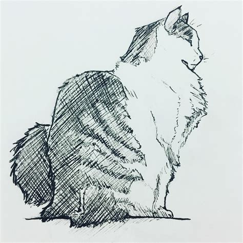 Quick study of my cat. : r/drawing