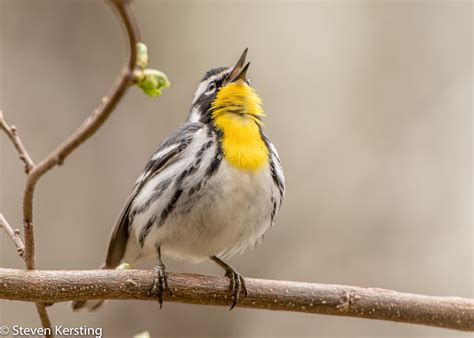 Yellow-throated Warbler | Audubon Field Guide